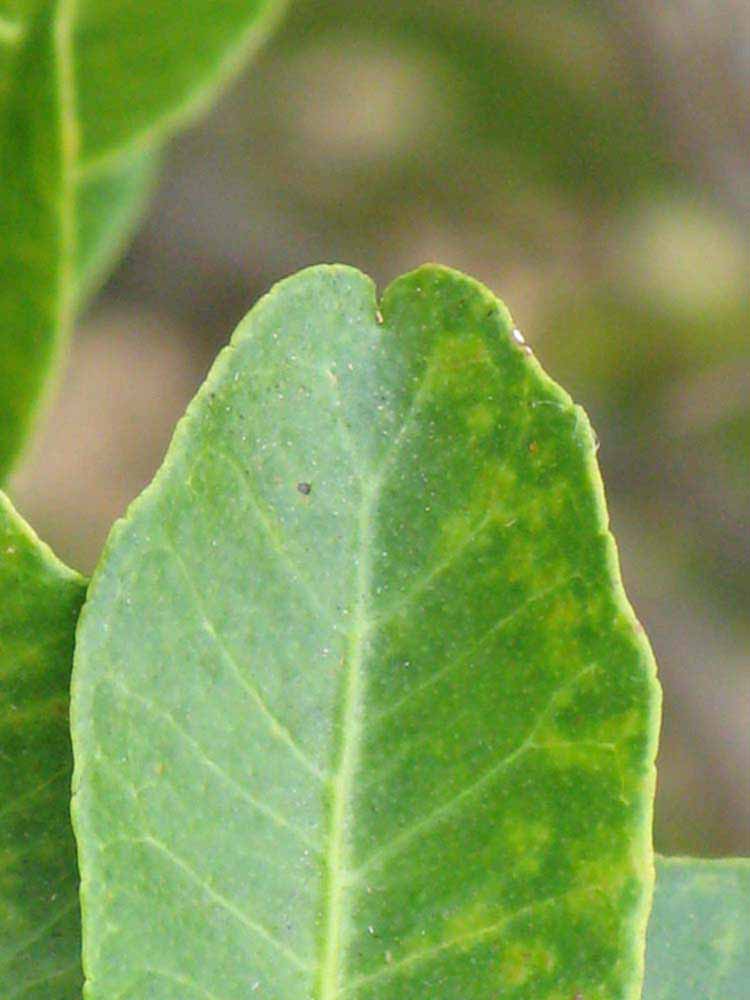              Margin (Riverside, CA)       